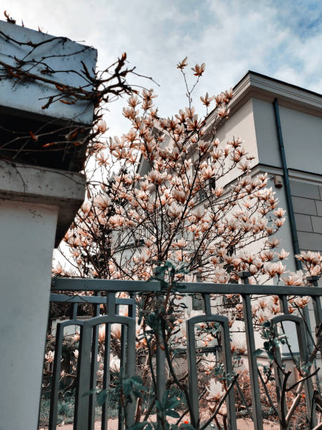 Tender white pink colorful magnolia near architecture