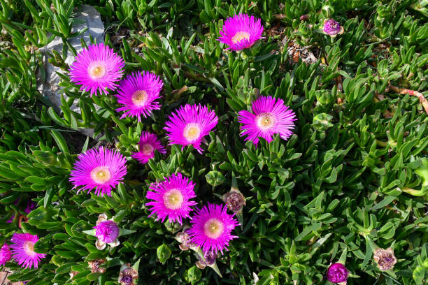 close-up of a hottentot-fig or ice plant (carpobrotus edulis) succulent plant with bright pink flowers in spring, italy - sea fig imagens e fotografias de stock