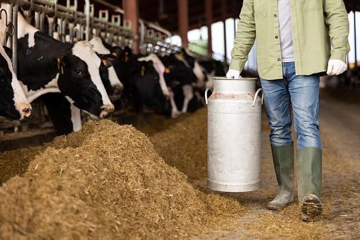 Mid adult woman feeding a tiny calf in a dairy farm