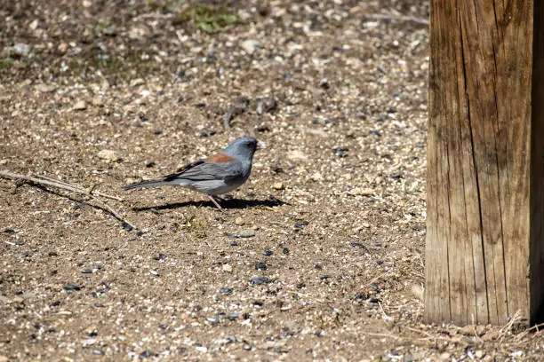 A dark eyed junco stands on the ground near a post in Colorado