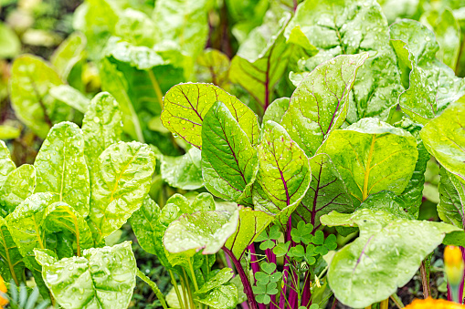 Lush, bright green Beta Vulgaris beet leaves heavily sprinkled with recent rain water droplets on vigorously growing, strong plant stems in an outdoor home garden.