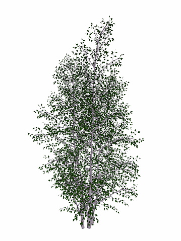 3D render large trees and meadows on white background