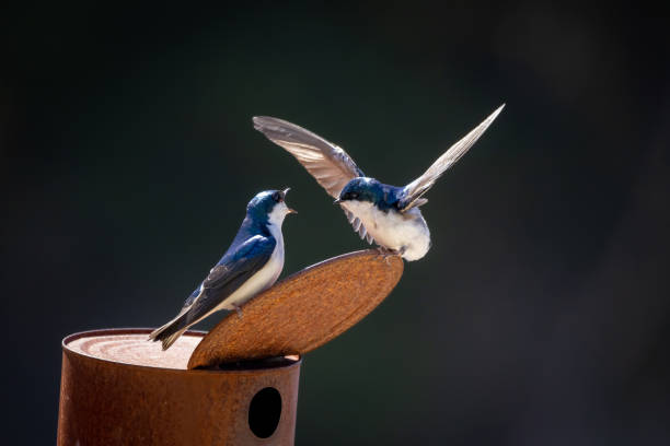 istock two-colored swallow pairs prepare their nests in a nest box (tachycineta bicolor) 1394842636