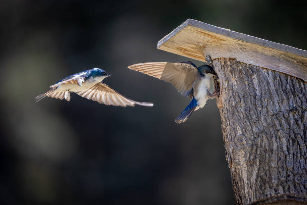 istock two-colored swallow pairs prepare their nests in a nest box (tachycineta bicolor) 1394842638