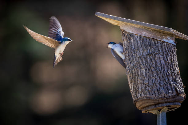 istock two-colored swallow pairs prepare their nests in a nest box (tachycineta bicolor) 1394842639