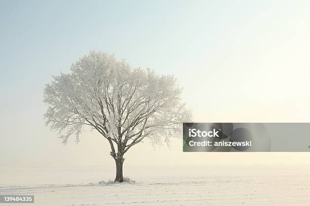 Árvore Solitária No Manhã - Fotografias de stock e mais imagens de Carvalho - Carvalho, Europa - Locais geográficos, Neve