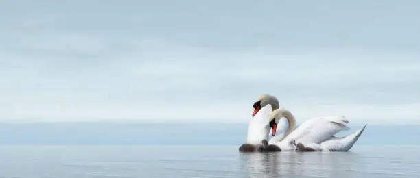 Photo of Swan family - 3D render