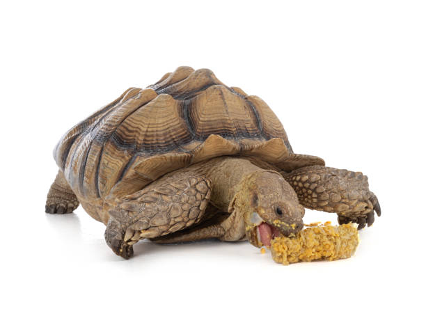 istock Thirteen year old male ridged turtle or Sulcata that eats corn 1394844337