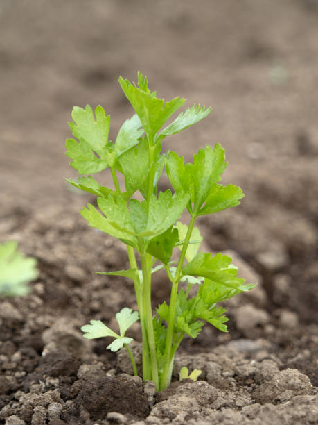 champ de céleri - celery nutrient vegetable plant photos et images de collection