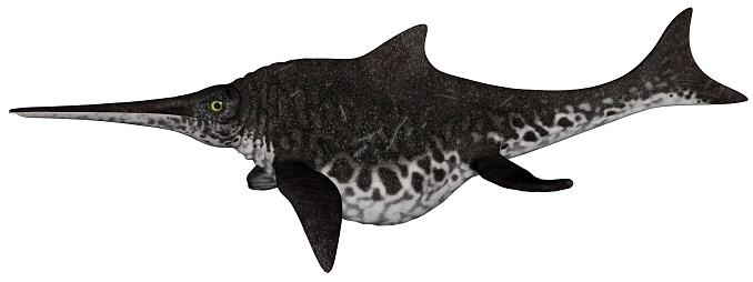 Shonisaurus dinosaur fish isolated in white background - 3D render