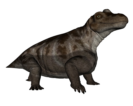 Keratocephalus dinosaur isolated in white background - 3D render