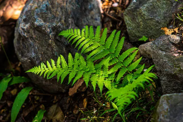 photo close up of a bracken plant in the woods.