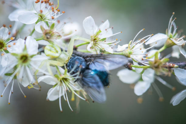 Blossoming branch with flower of cherry tree and a honey bee in spring