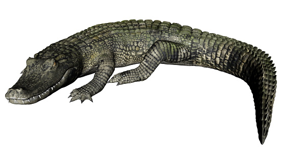 Quiet caiman isolated in white background - 3D render