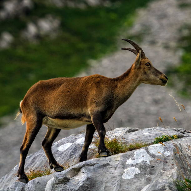 istock Female wild alpine, capra ibex, or steinbock 1394849070