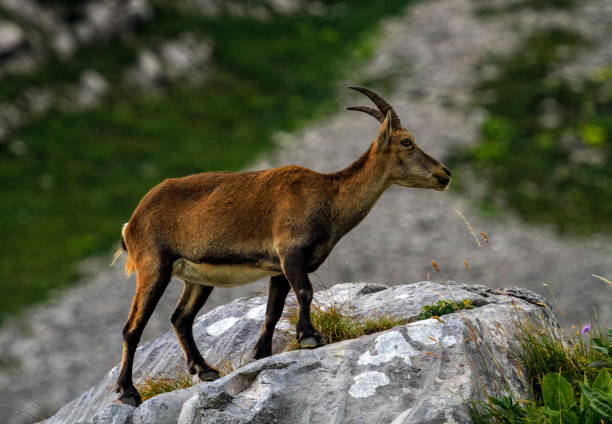 istock Female wild alpine, capra ibex, or steinbock 1394849075