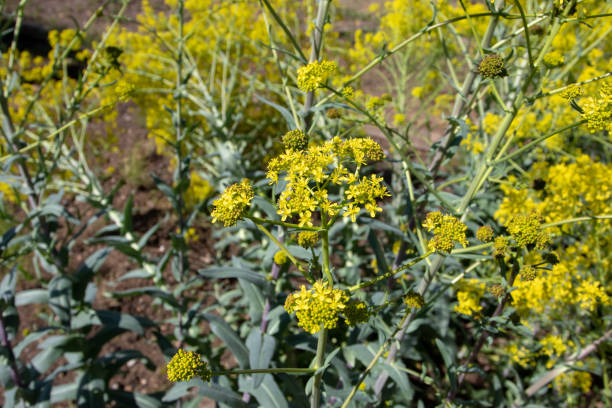 Isatis tinctoria or dyer's woad plant with bright yellow flowers Isatis tinctoria, woad, dyer's woad, or glastum flowering plant with bright yellow flowers in the spring. Indigo blue colorant. indigo plant photos stock pictures, royalty-free photos & images