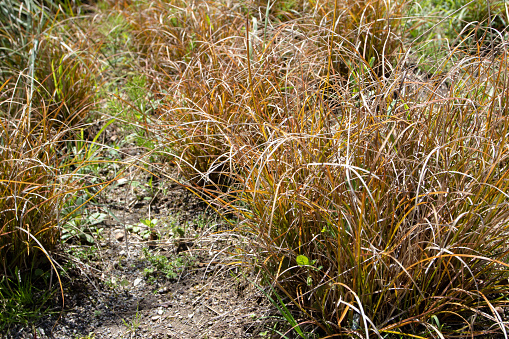Carex testacea or New Zealand hair sedge or orange sedge ornamental grass plants with coppery brown arching leaves