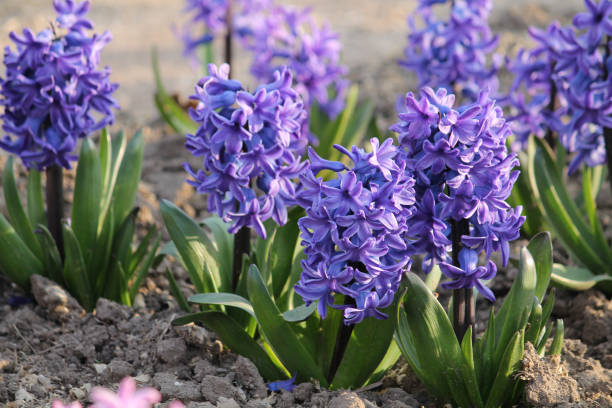 istock Flowering blue hyacinth plants in spring garden 1394850646