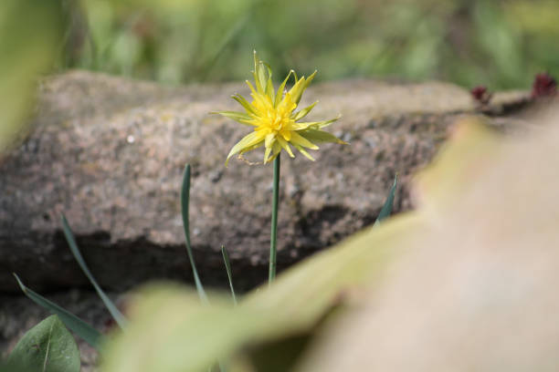 istock Yellow daffodil (Cultivar Rip van Winkle) flower in garden 1394850666