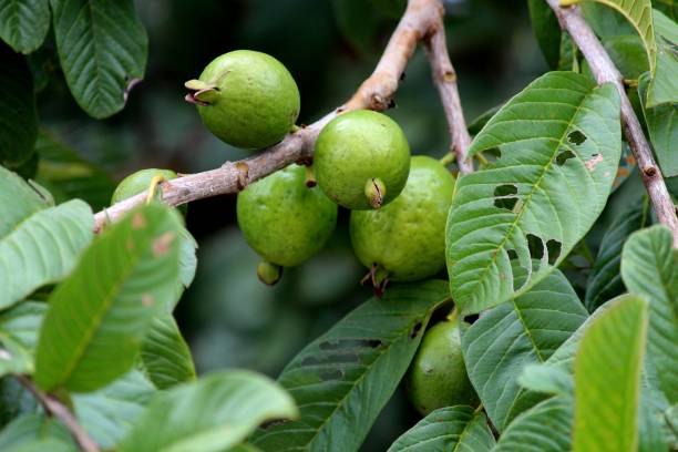 istock planta fruta goiaba - psidium guajava 1394851799