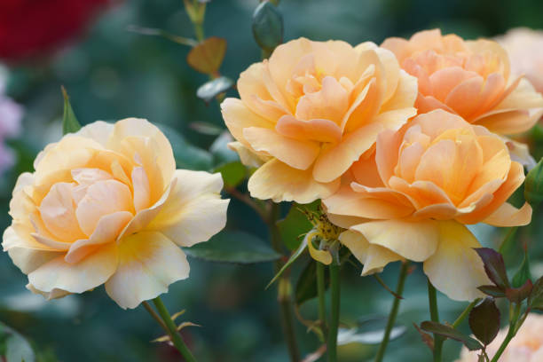 istock Macro photography rose bush 1394853210