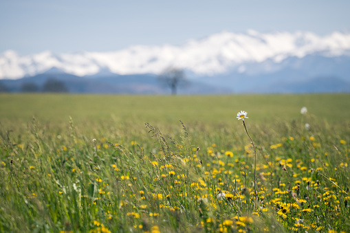 Field of grass and flowers at the foot of the Pyrénées mountains in France