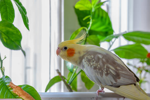 istock Cockatiel perrot in a pot 1394854762
