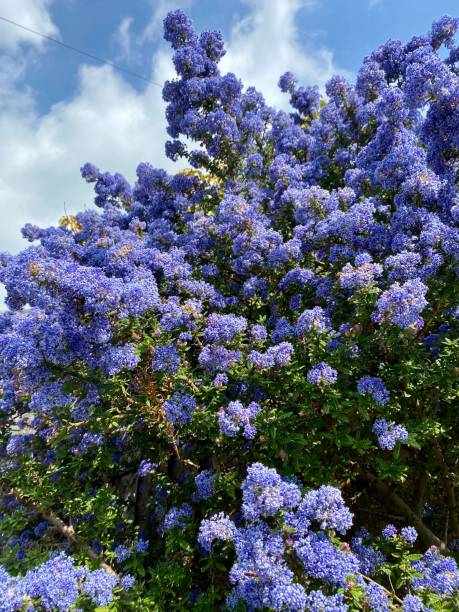 花のセアノサスをクローズアップ。 - hydrangea gardening blue ornamental garden ストックフォトと画像