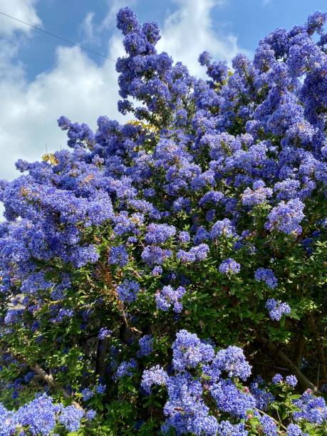 istock Ceanothus in flower close up. 1394855676