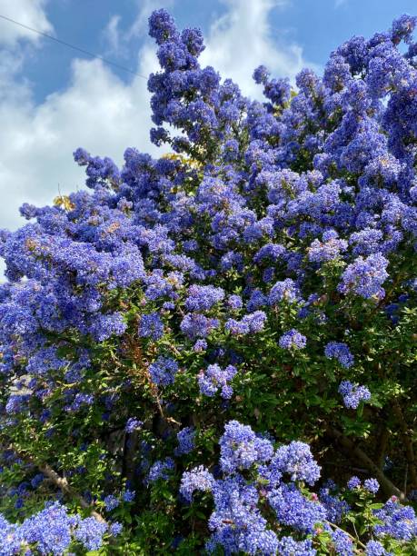 ceanothus in flower close up. - hydrangea gardening blue ornamental garden imagens e fotografias de stock