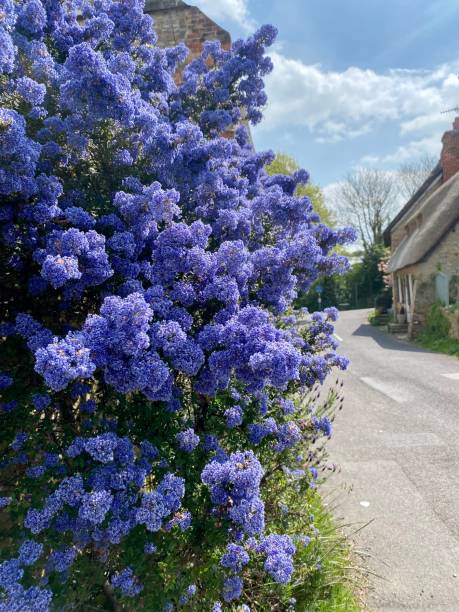 道路の脇に花を咲かせ、道路を挟んで茅葺きのコテージ。 - hydrangea gardening blue ornamental garden ストックフォトと画像