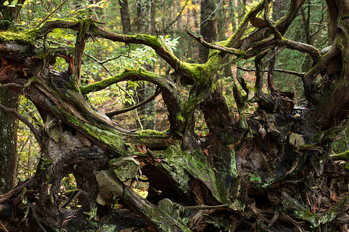 Tree roots, Pocono Mountains area, Pennsylvania, USA