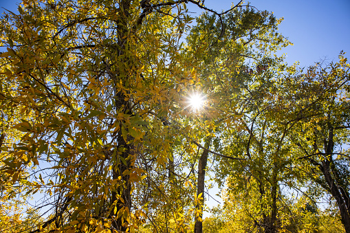 Sun shines through the leaves in autumn at Fort Laramie Wyoming