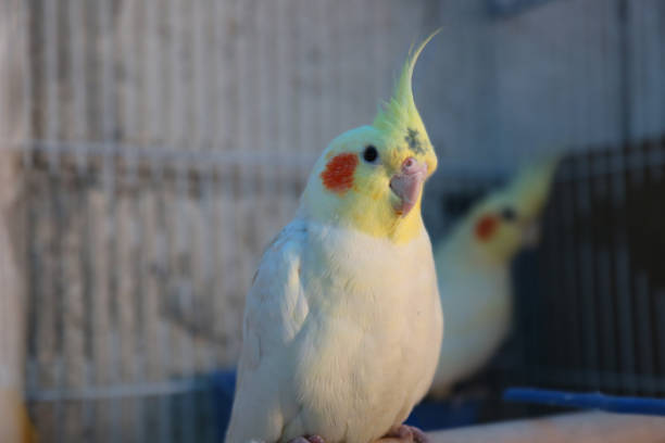 istock A handsome bird, with yellow feathers and a beak 1394858080