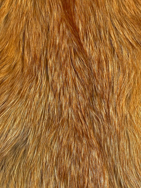 istock fur of red fox, Vulpes vulpes 1394858824