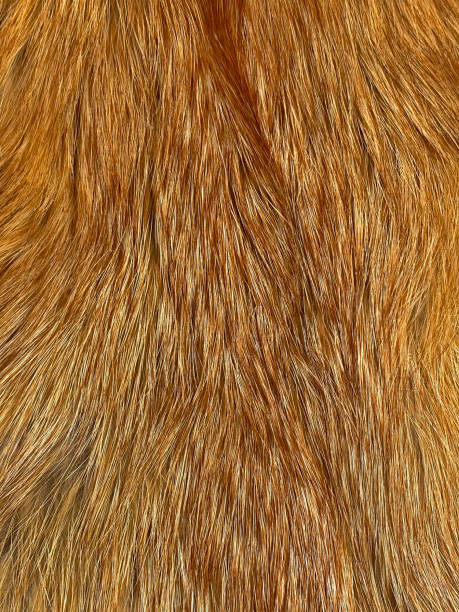 Fur Of Red Fox Vulpes Vulpes Stock Photo - Download Image Now - Fox Fur,  Textured, Animal Body Part - iStock
