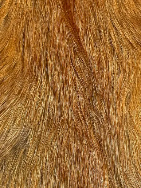 Close up of fur of red fox, Vulpes vulpes.