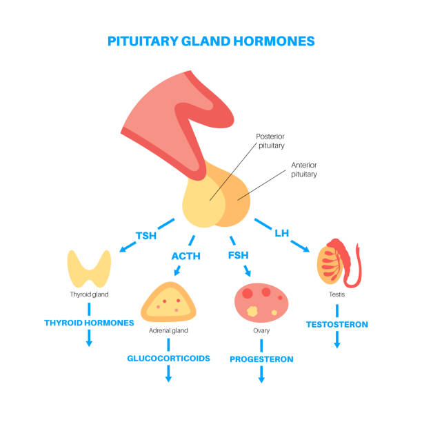 ilustraciones, imágenes clip art, dibujos animados e iconos de stock de hormonas de la hipófisis - follicle stimulating hormone