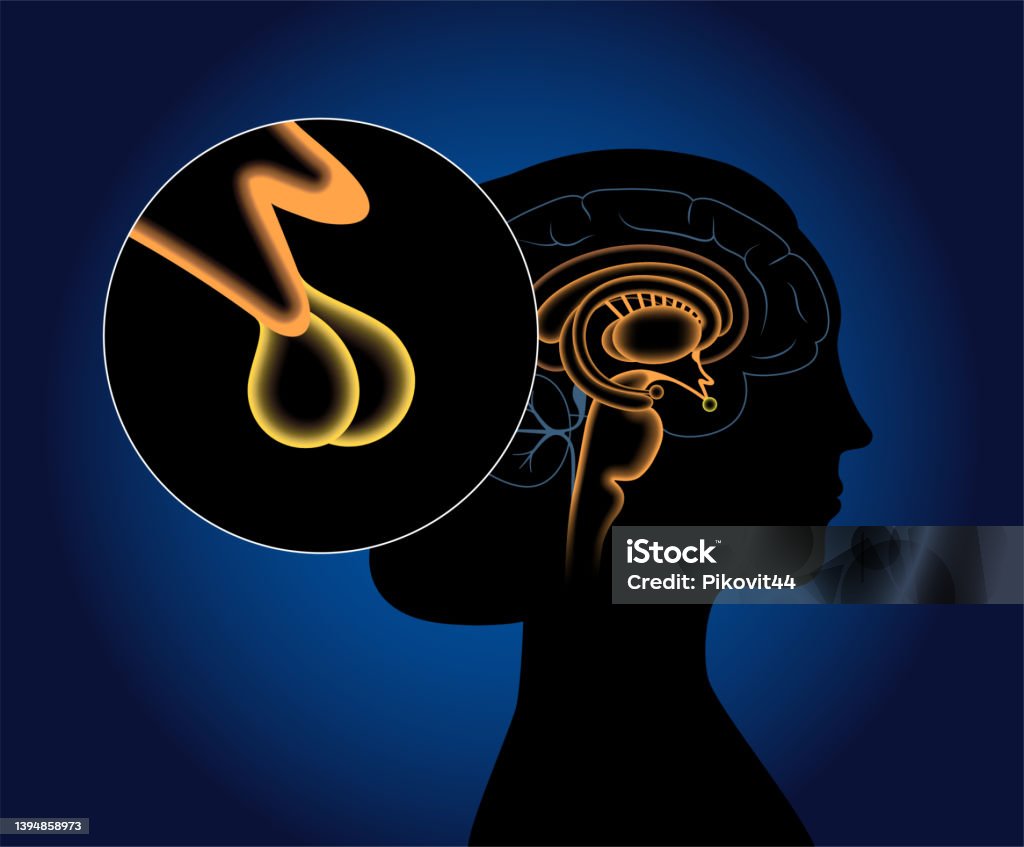 Pituitary Gland Anatomy Stock Illustration Biology Diagrams