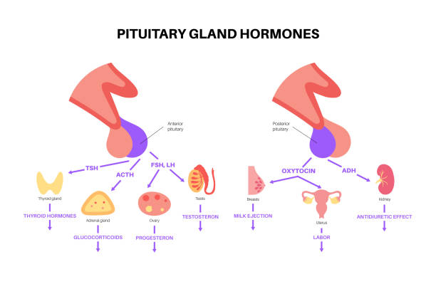 ilustraciones, imágenes clip art, dibujos animados e iconos de stock de hormonas de la hipófisis - follicle stimulating hormone