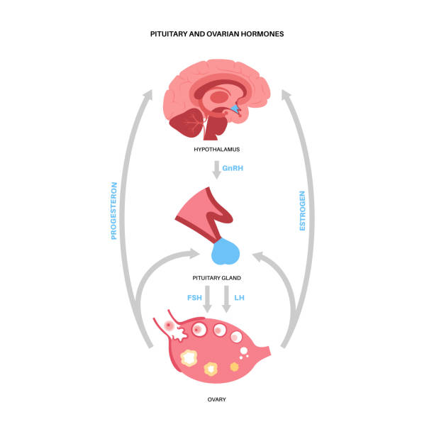 여성 생식 호르몬 - hypothalamus stock illustrations