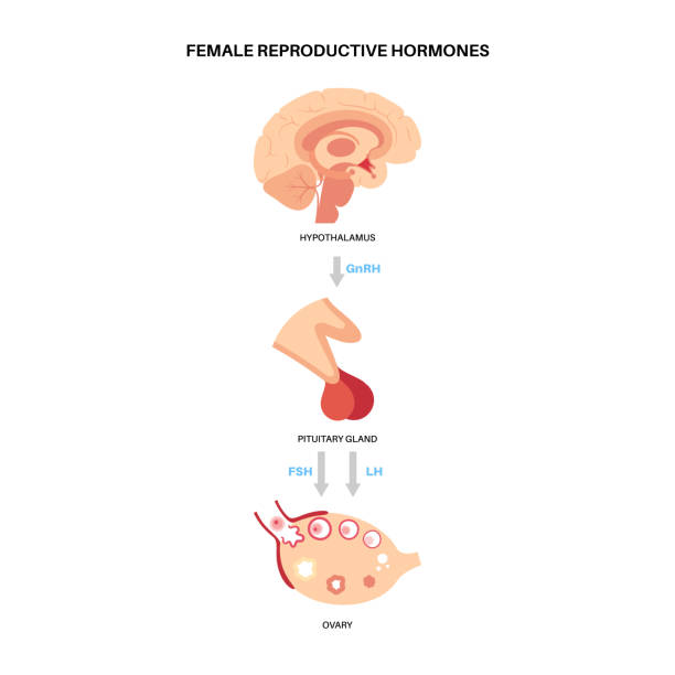 ilustraciones, imágenes clip art, dibujos animados e iconos de stock de hormonas reproductivas femeninas - follicle stimulating hormone