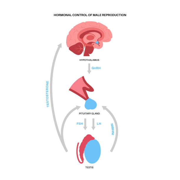 ilustraciones, imágenes clip art, dibujos animados e iconos de stock de glándula pituitaria macho hembra - follicle stimulating hormone
