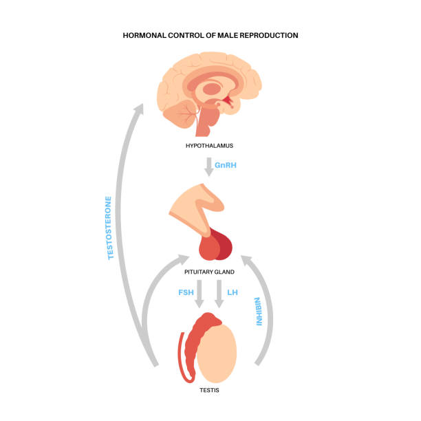 ilustraciones, imágenes clip art, dibujos animados e iconos de stock de glándula pituitaria macho hembra - follicle stimulating hormone