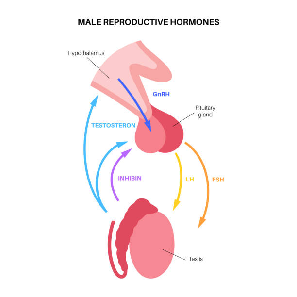 Pituitary gland male female Hormonal control of male reproduction. Brain and testicle anatomy. Connection with testis and pituitary gland. Pathway of testosterone and inhibin from hypothalamus to testis flat vector illustration. testis stock illustrations