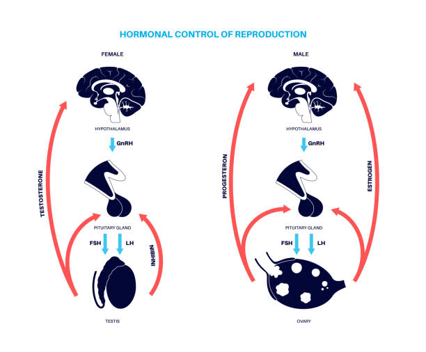 ilustraciones, imágenes clip art, dibujos animados e iconos de stock de hormonas reproductivas femeninas masculinas - follicle stimulating hormone