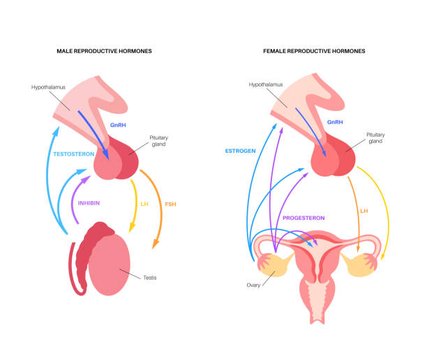 ilustraciones, imágenes clip art, dibujos animados e iconos de stock de hormonas reproductivas femeninas masculinas - follicle stimulating hormone