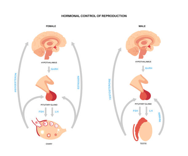 ilustraciones, imágenes clip art, dibujos animados e iconos de stock de hormonas reproductivas femeninas masculinas - follicle stimulating hormone