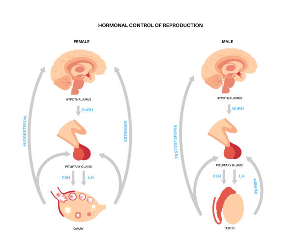 męskie żeńskie hormony rozrodcze - hypothalamus stock illustrations